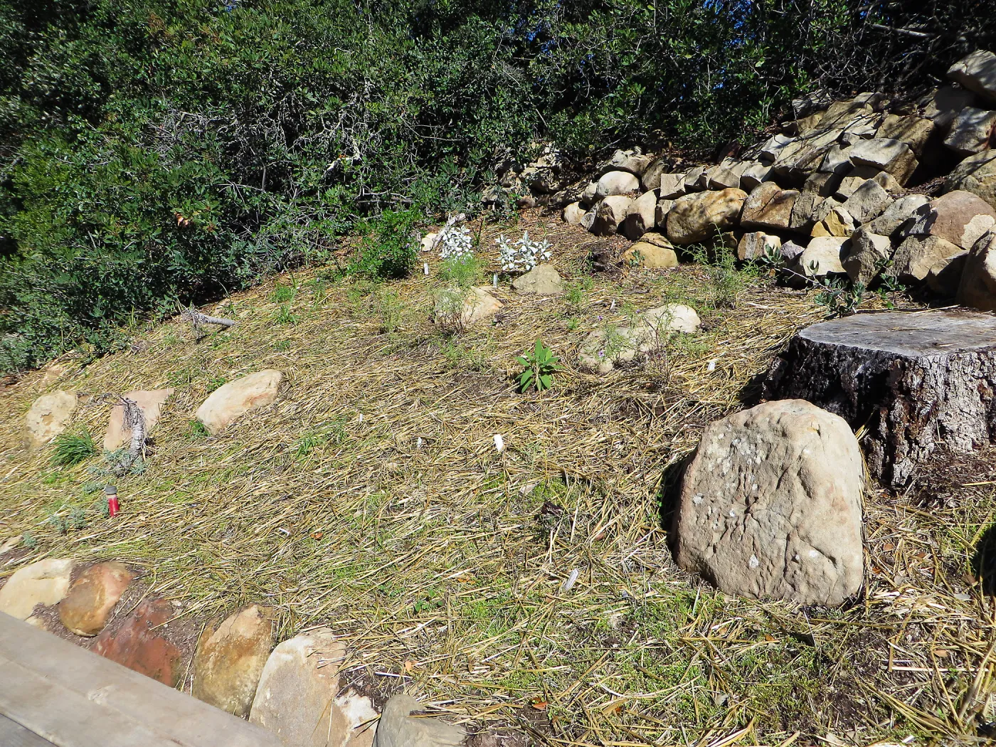 Slope ni Arroyo,at pollination deck, straw covering seeds