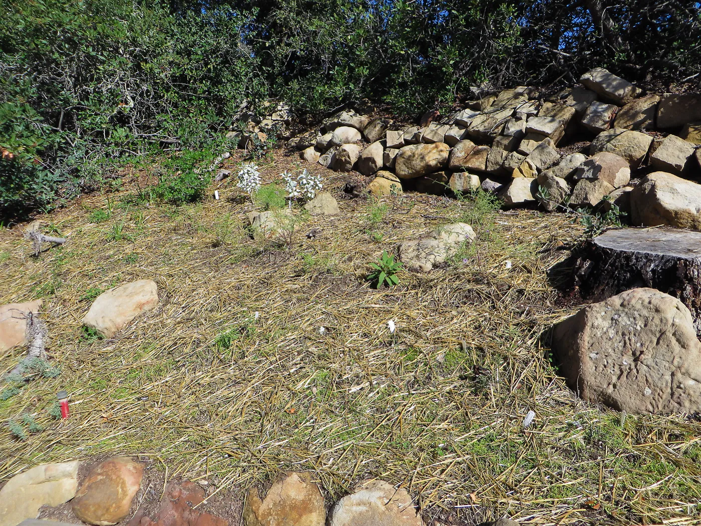 Slope ni Arroyo,at pollination deck, straw covering seeds