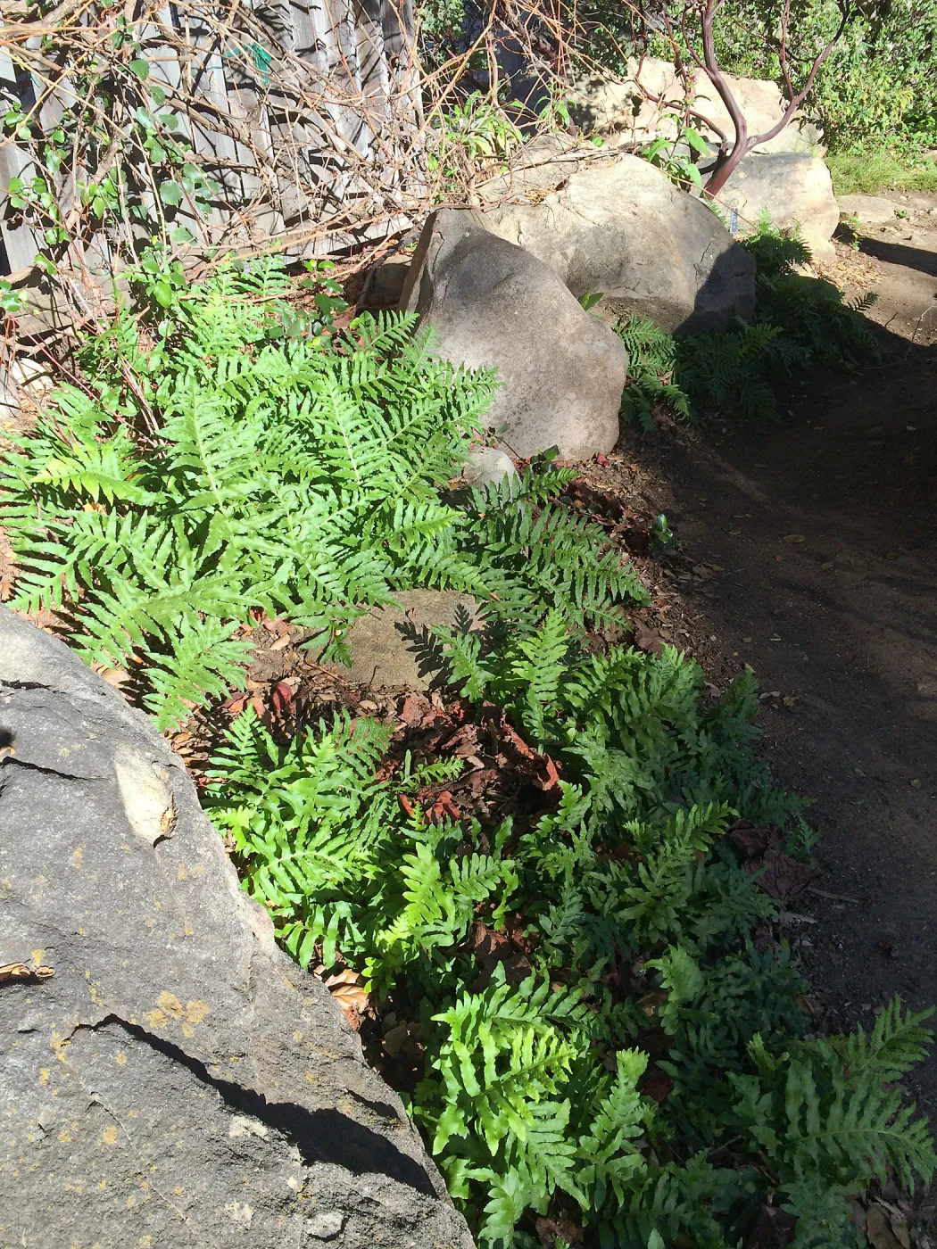 Polypodium californicum