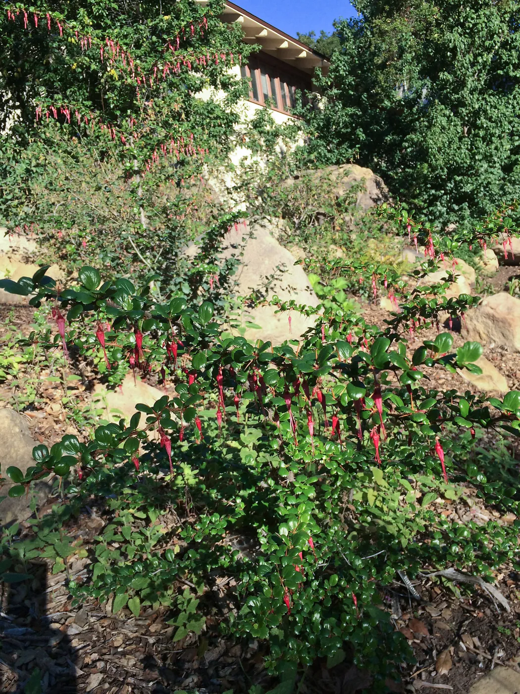 Ribes speciosum in Arroyo