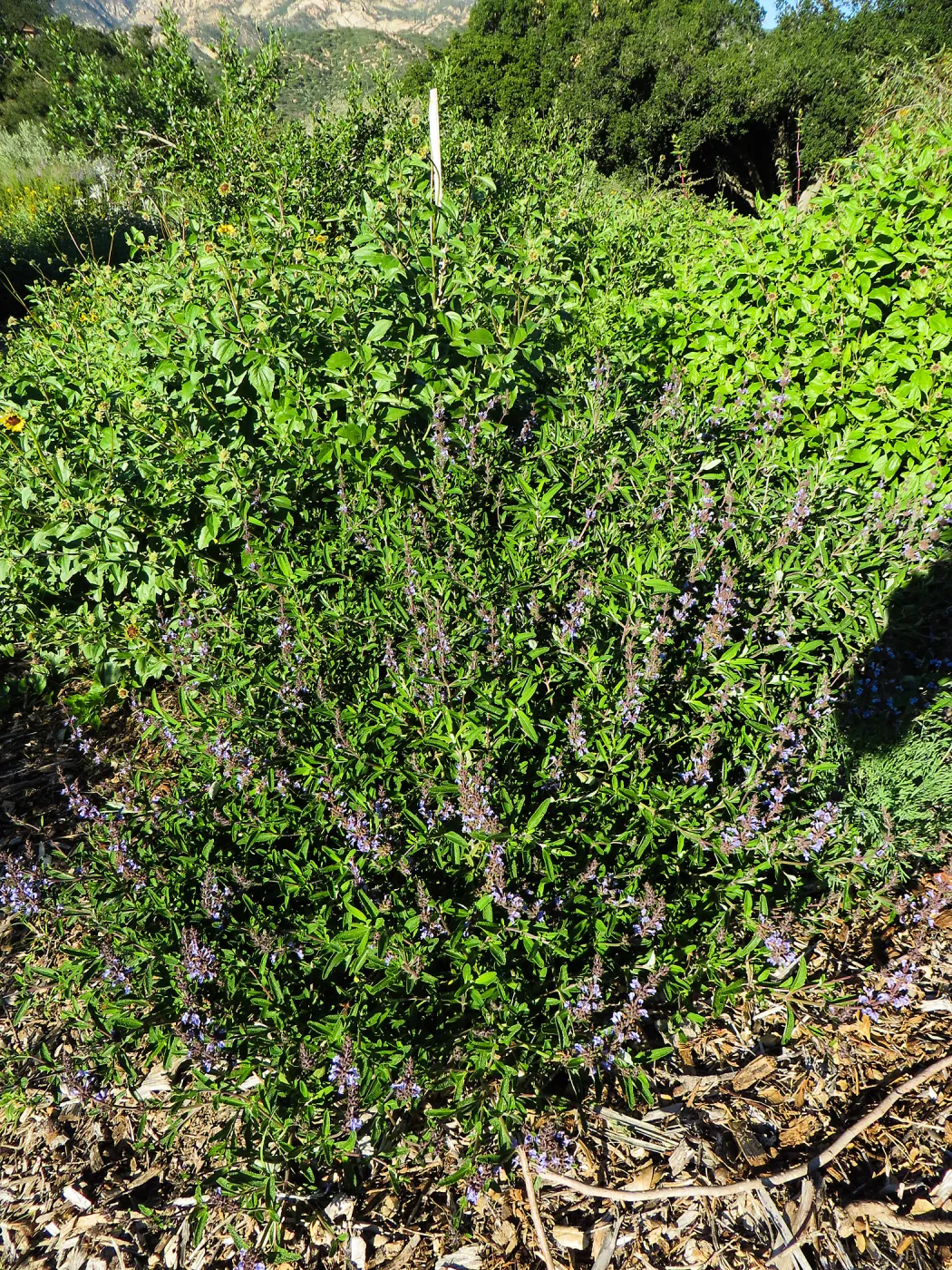 Volunteer Salvia (sage) 15-7, Porter Trail