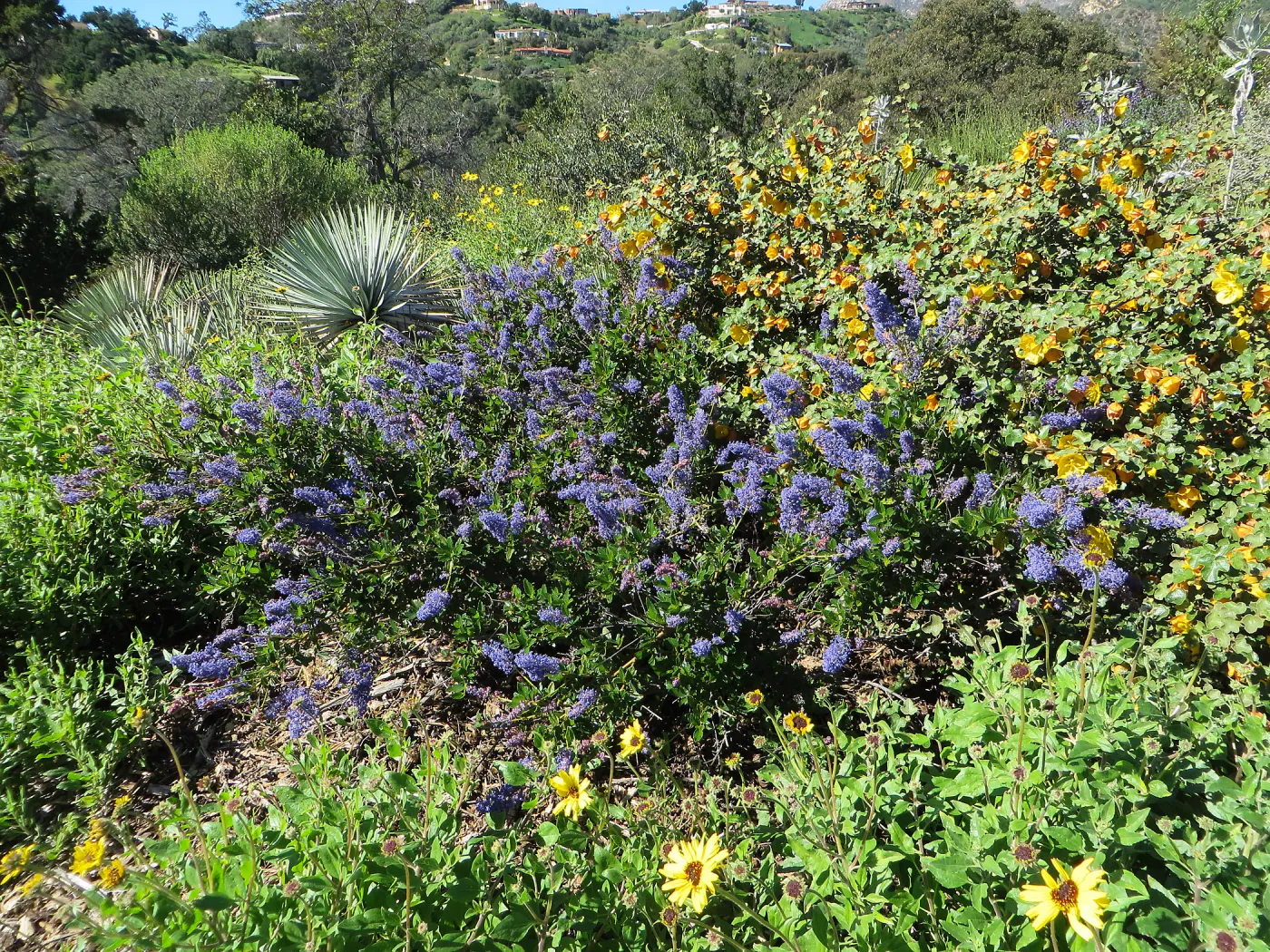 Yucca whipplei, Ceanothus (California Lilac) 15-23 & Fremontia (Flannelbush), Porter Trail