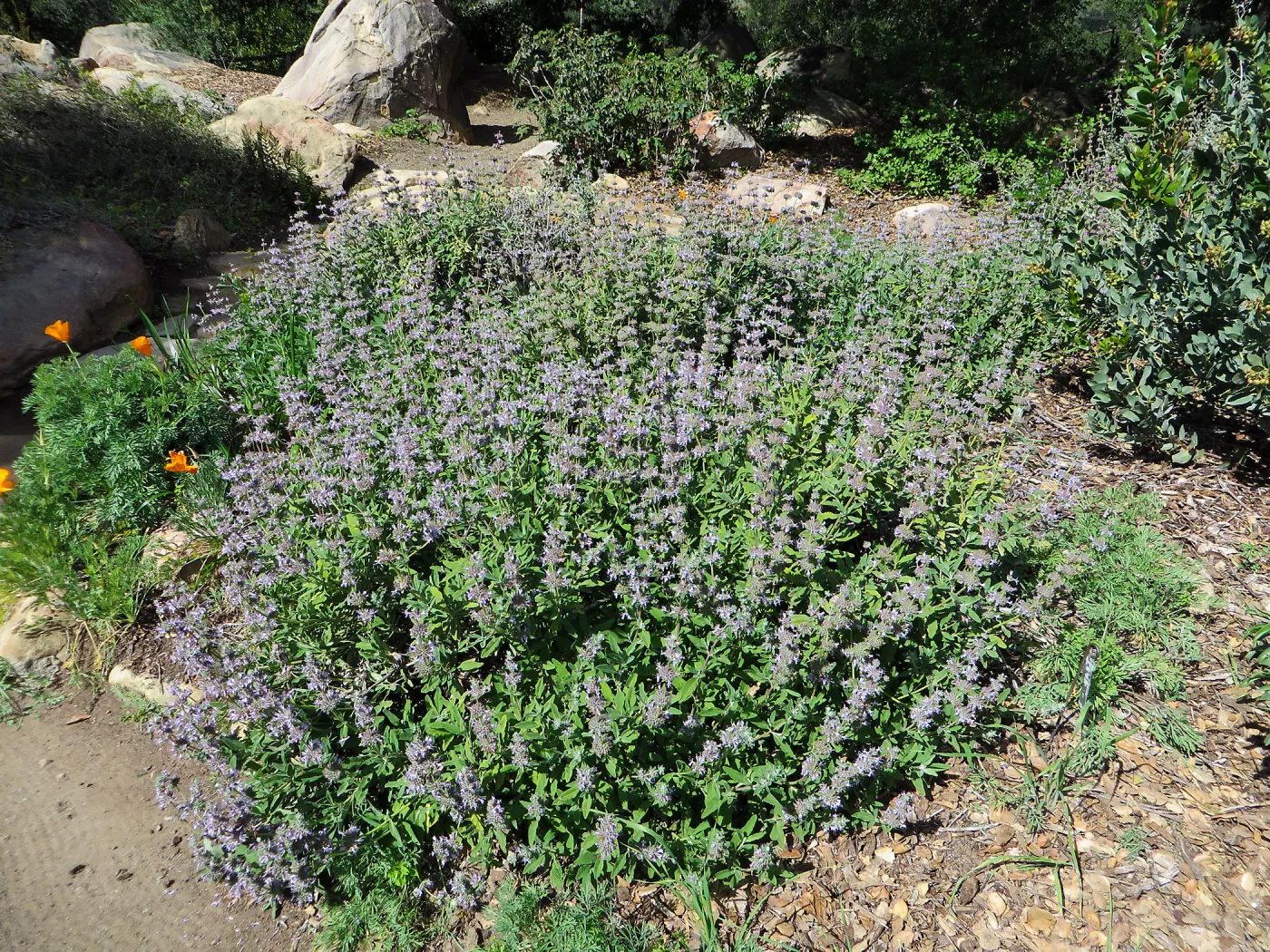 Salvia (sage) Firescape in Meadow border