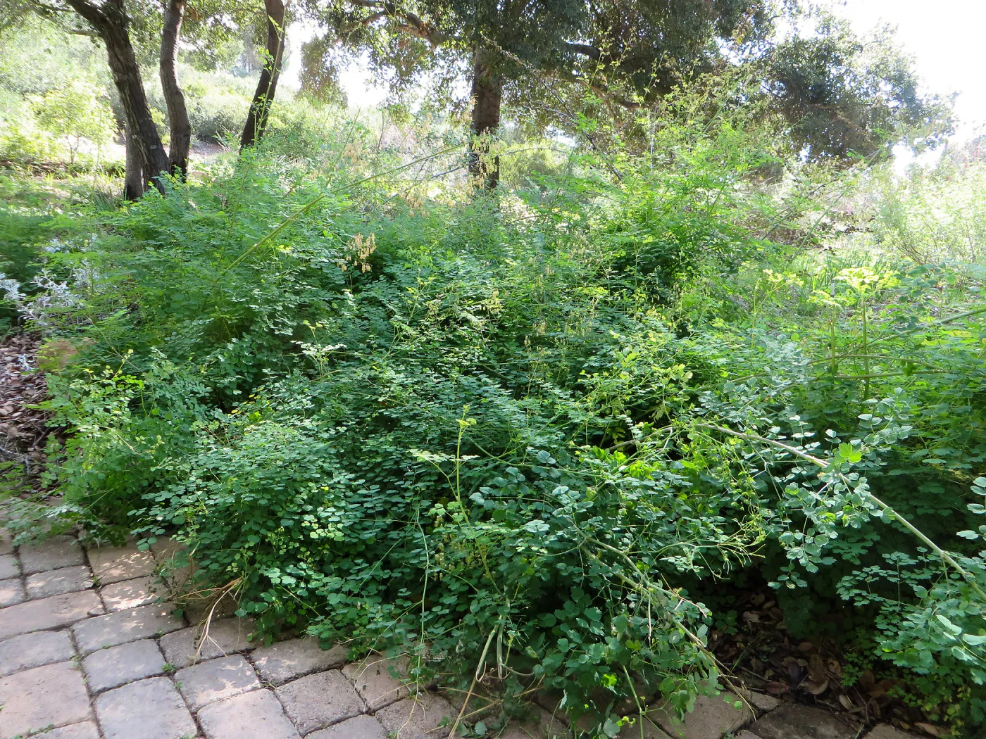 Meadow rue, Thalictrum polycarpum in Meadow View