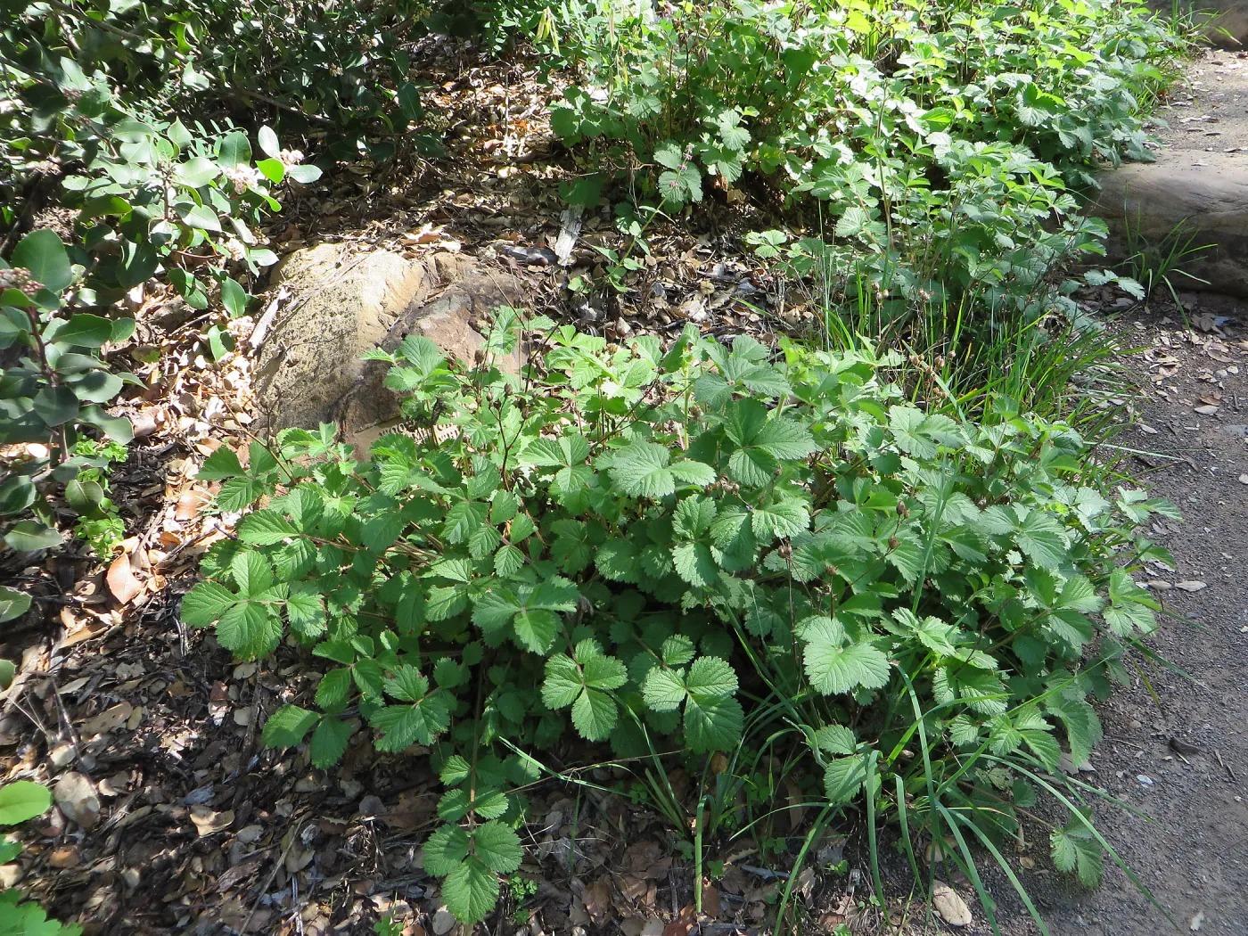 Drymocalis glandulosa, sticky cinqefoil in Meadow View