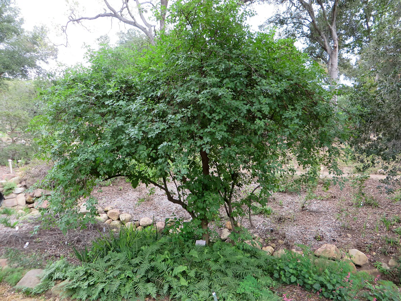 Sambucus (Elderberry), Manzanita Section
