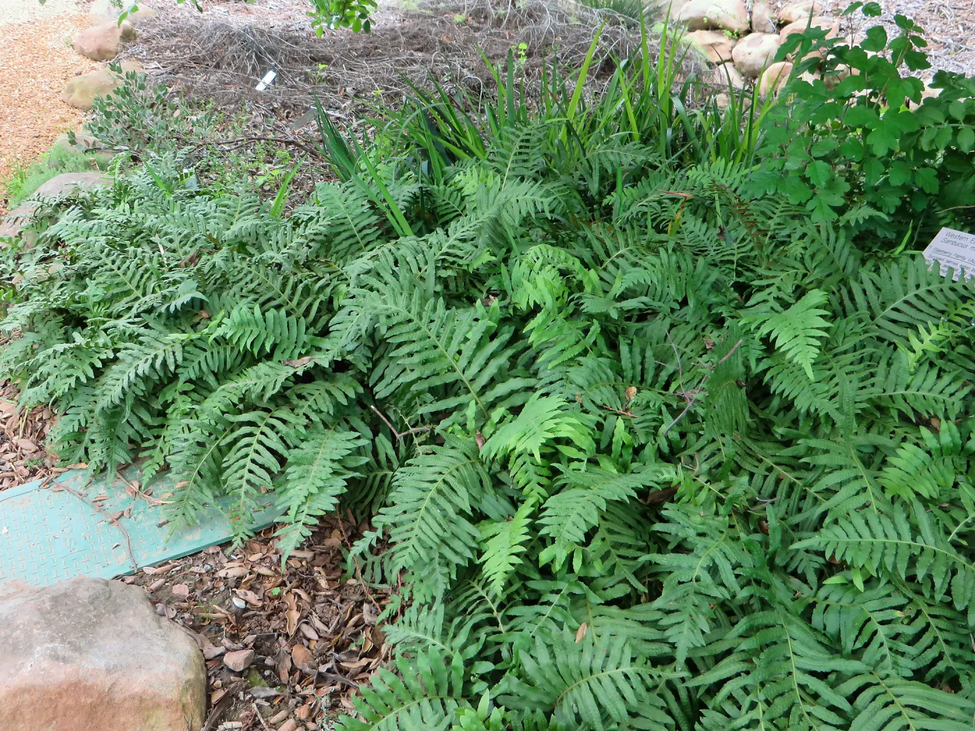 Polypodium, Manzanita Section