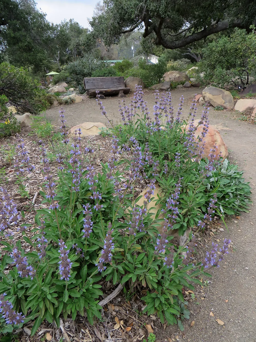 Salvia Dara's Choice, Manzanita Section