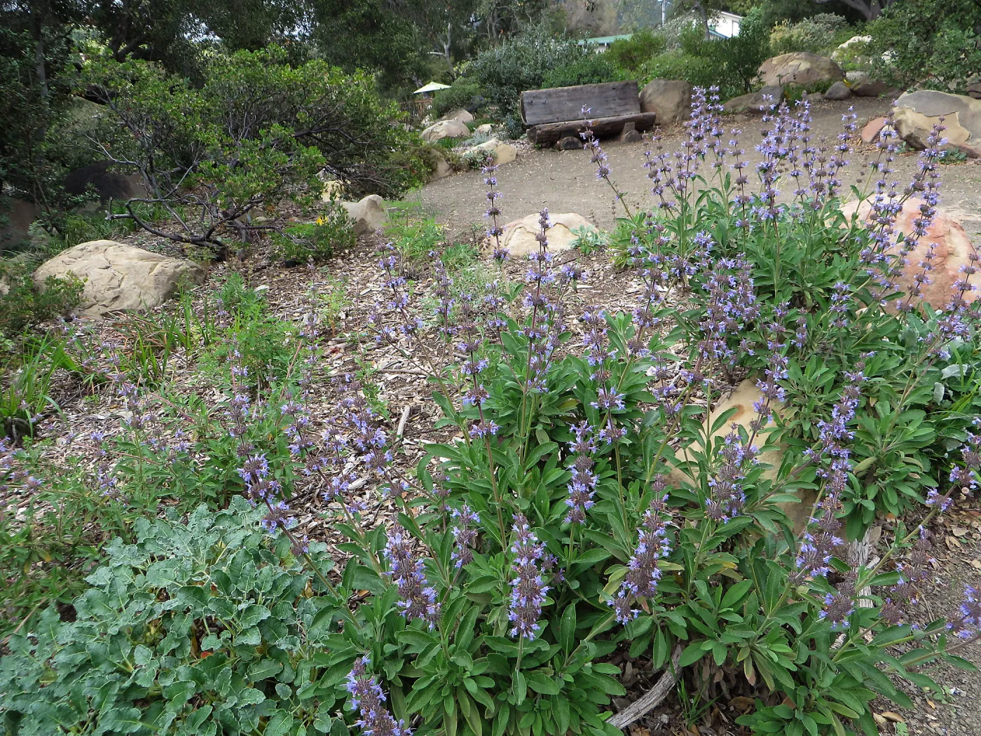 Salvia Dara's Choice, Manzanita Section