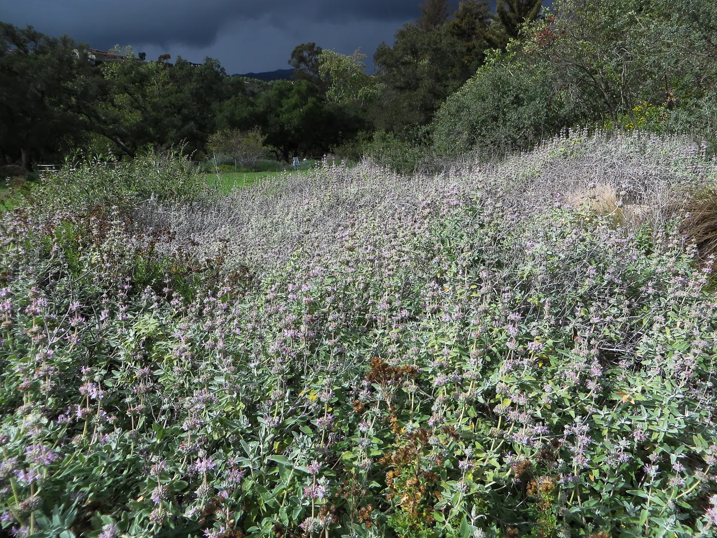 Salvia Pt Sal, Meadow Section