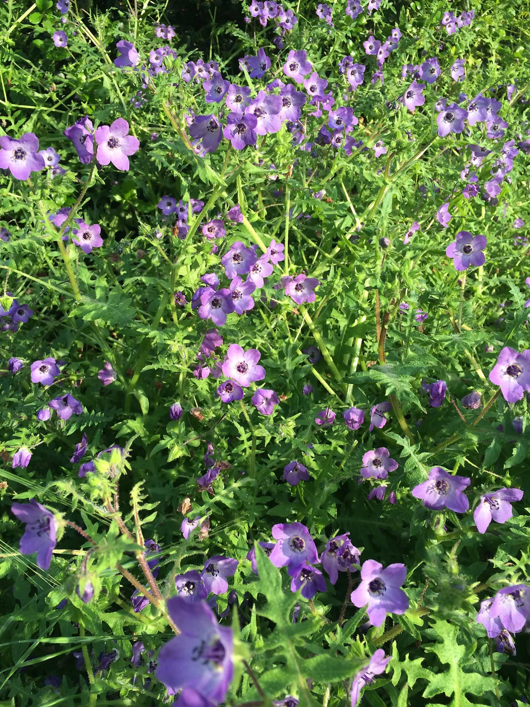 Pholistoma auritum, fiesta flower at Modoc Open Space in Santa Barbara