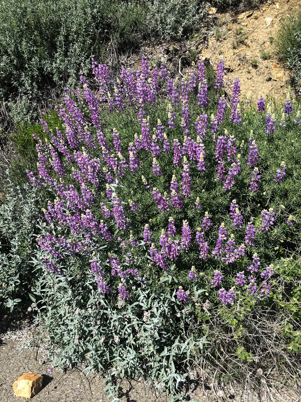Lupinus albifrons, Figeuroa Mtn