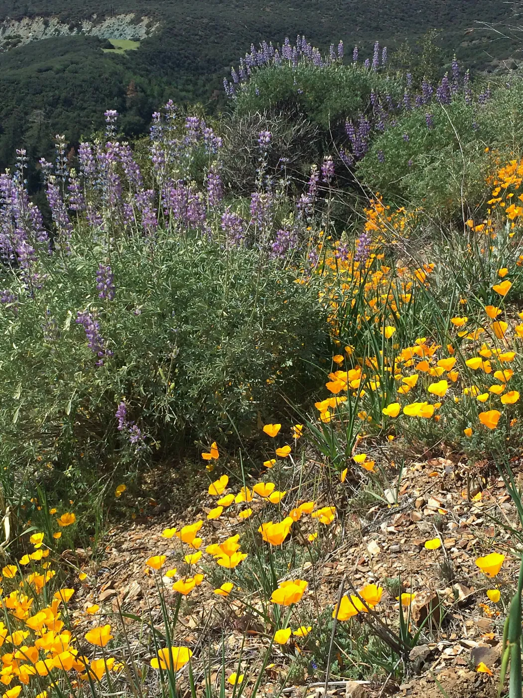 Figeuroa Mtn, California poppy, Lupinus albifrons