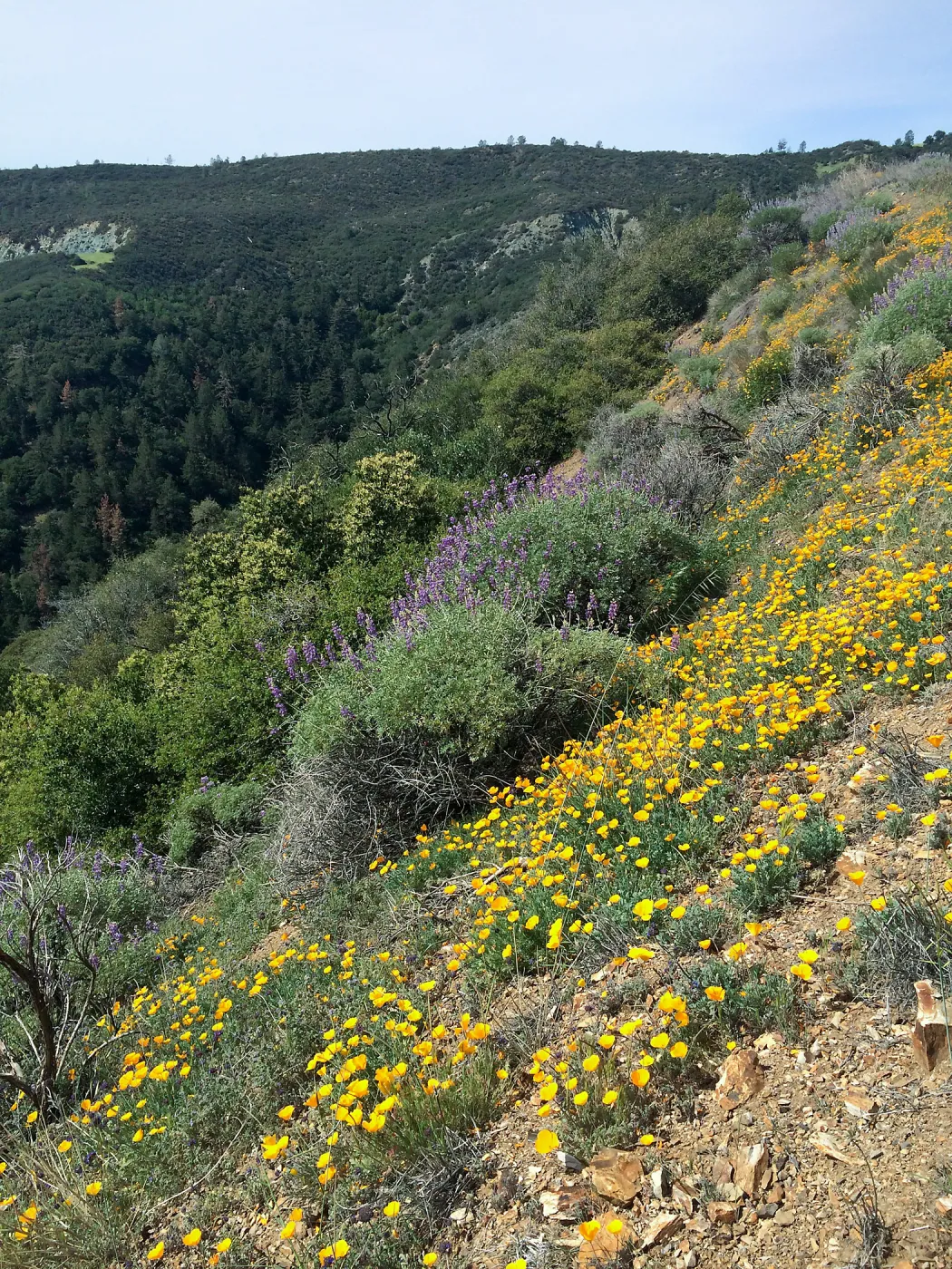Figeuroa Mtn, poppies and bush lupine