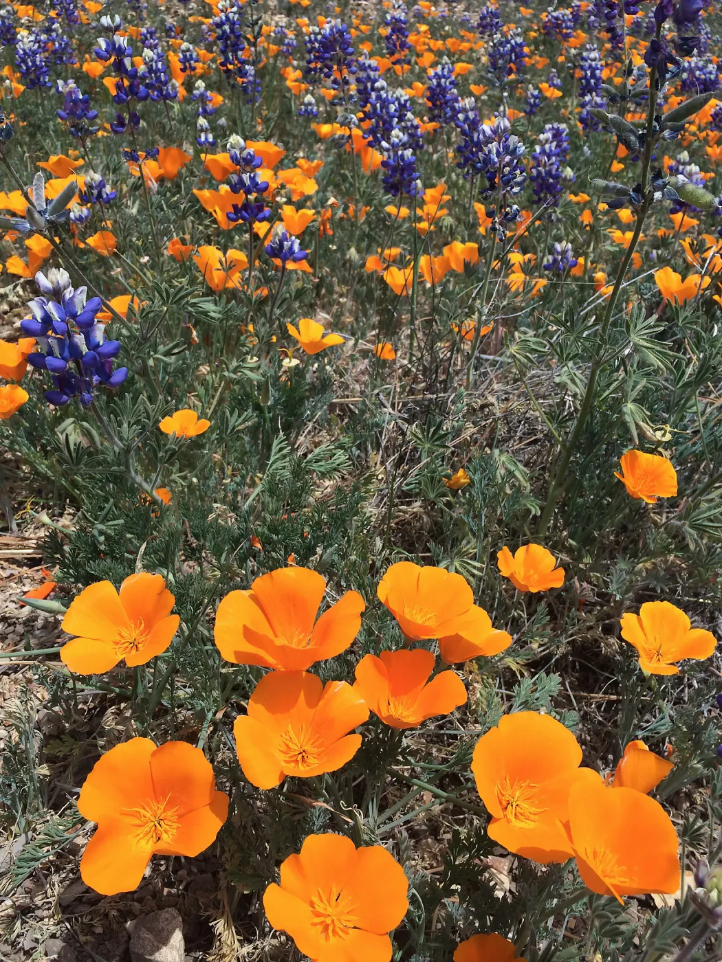Figeuroa Mtn, Lupinus bicolor and California poppy