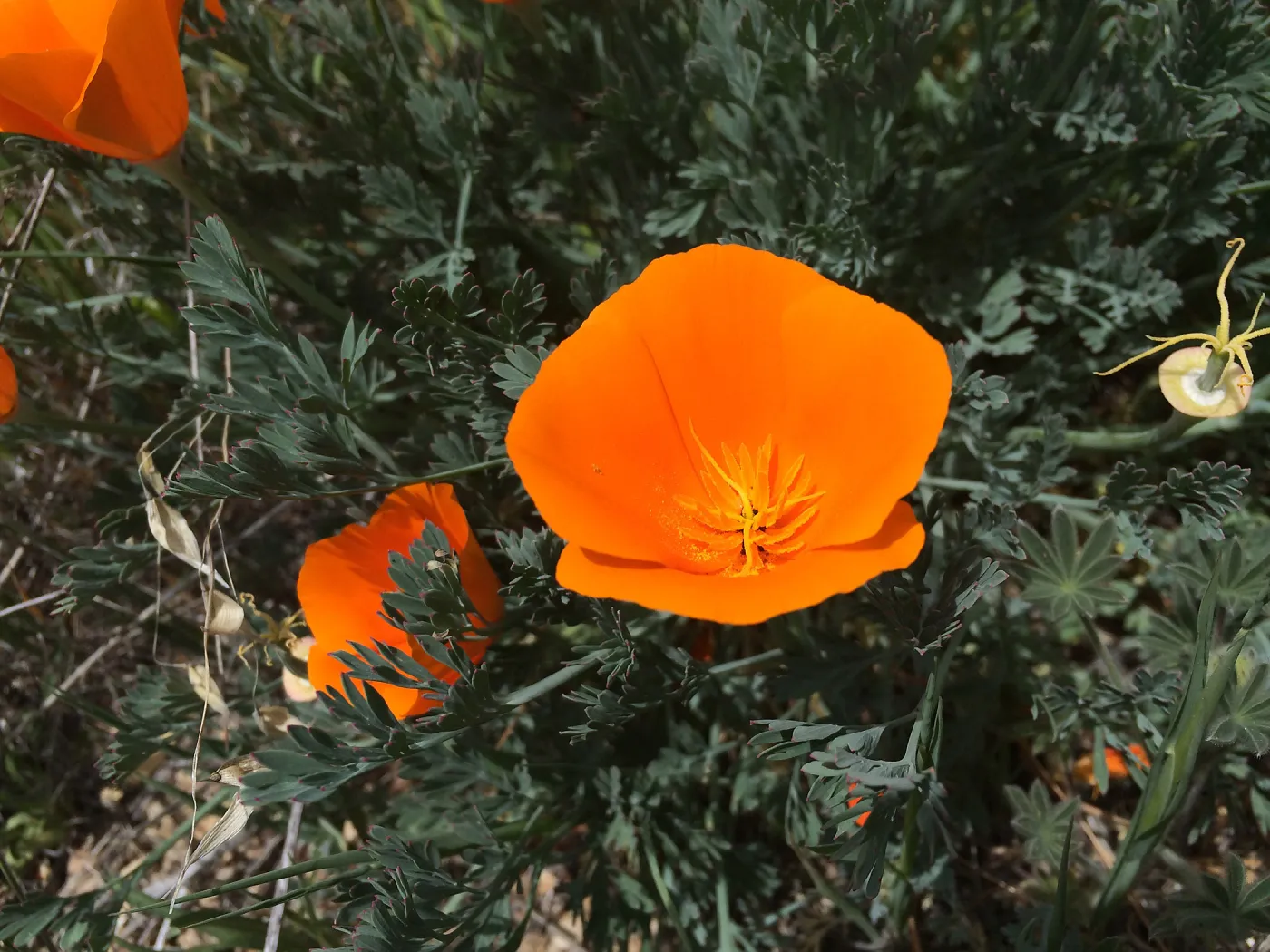Figeuroa Mtn, California poppy