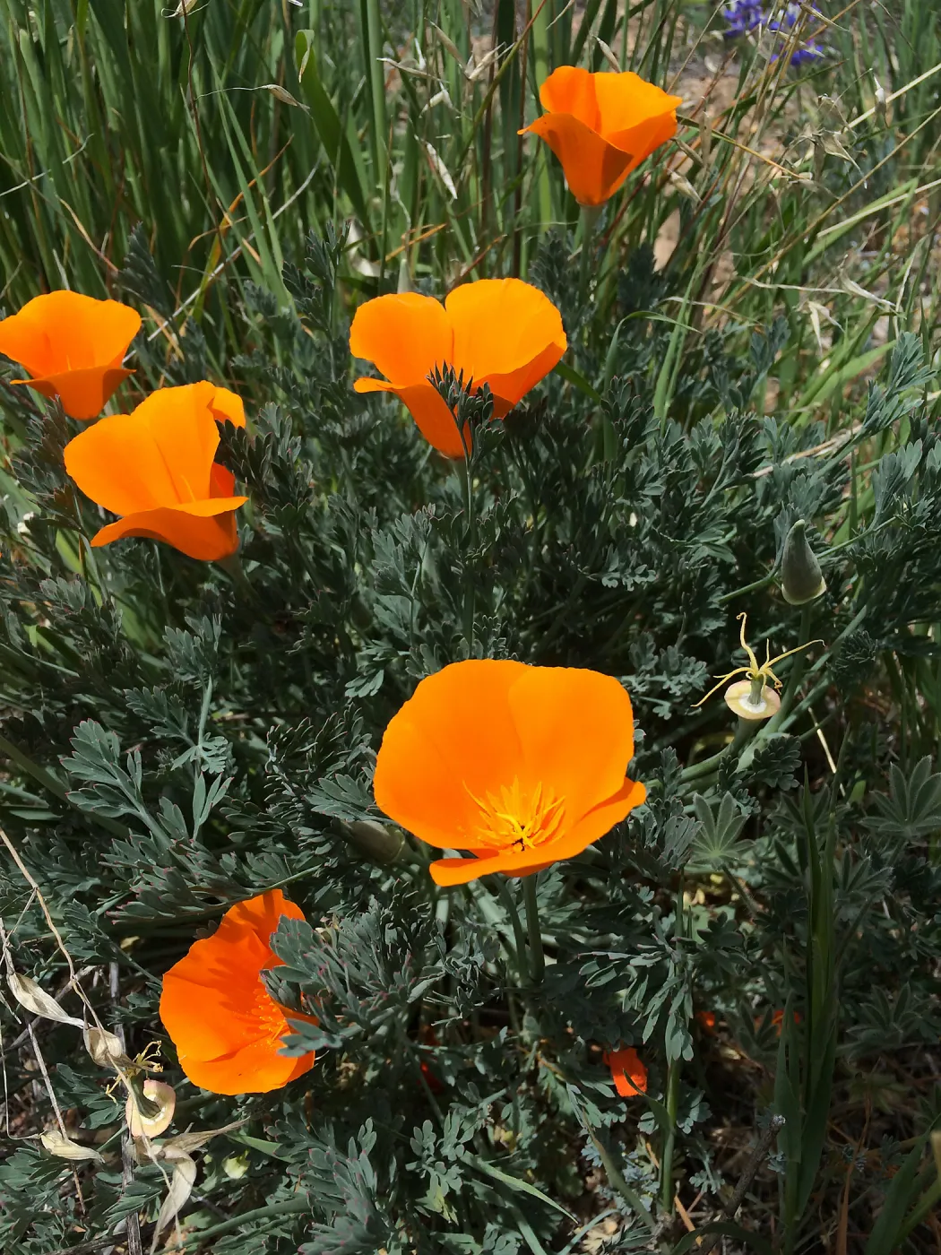 Figeuroa Mtn, California poppy