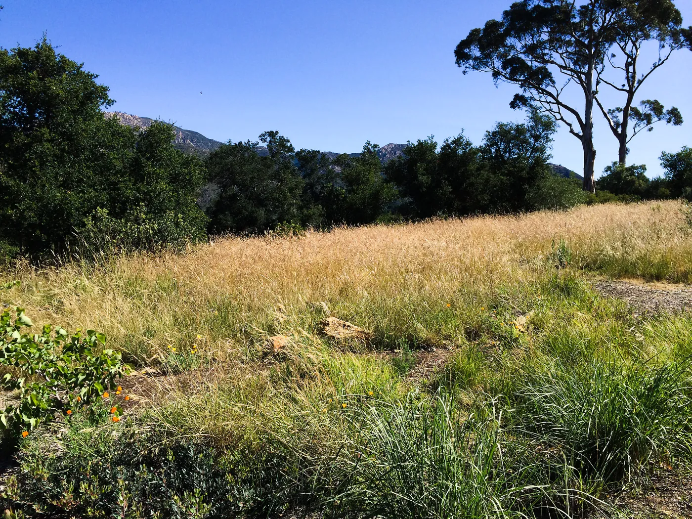 Nassella meadow at the Stepian garden