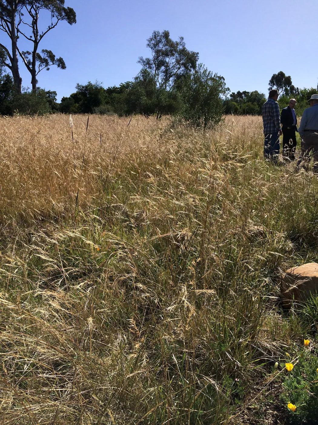 Nassella meadow at the Stepian garden