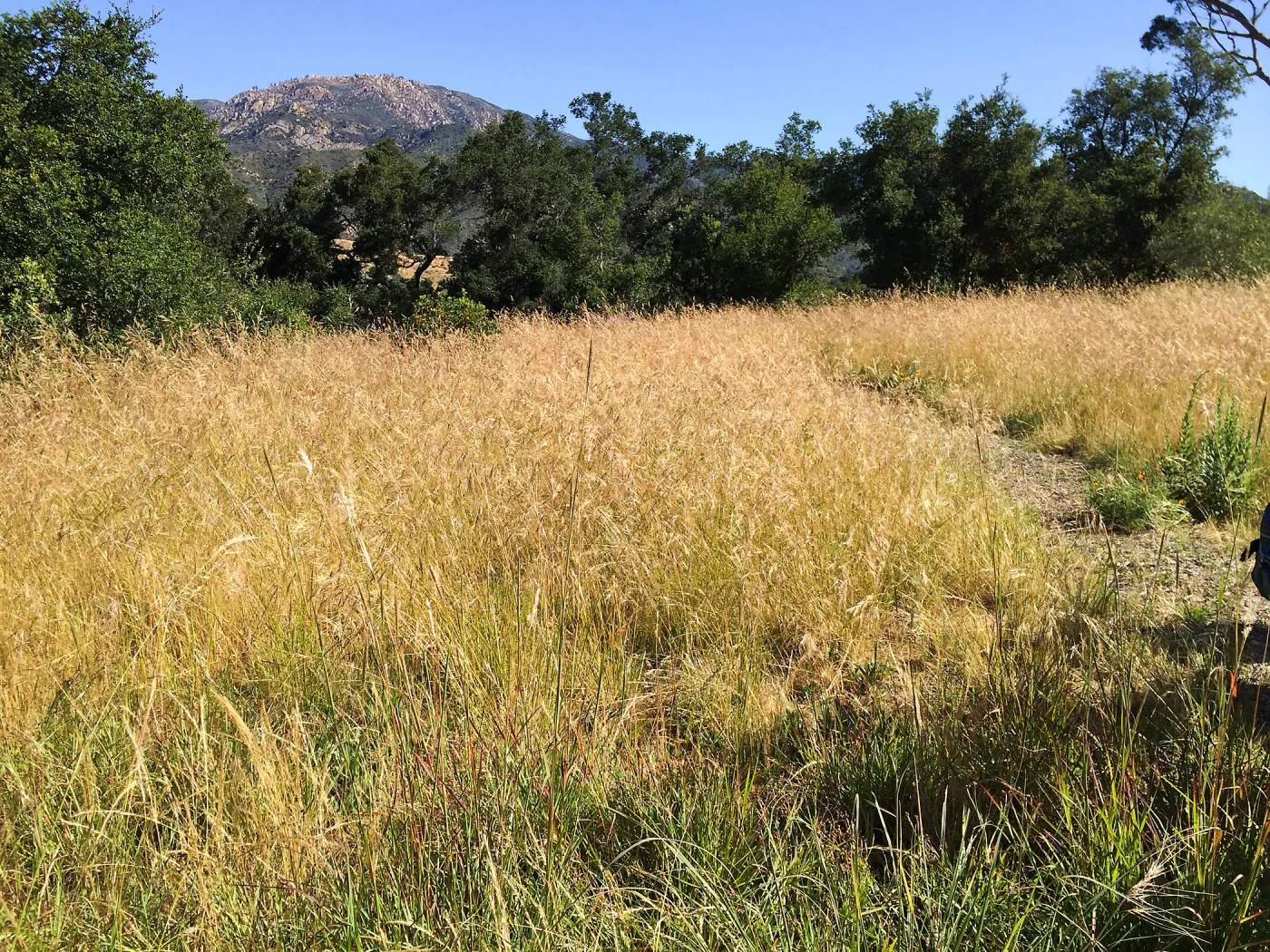 Nassella meadow at the Stepian garden