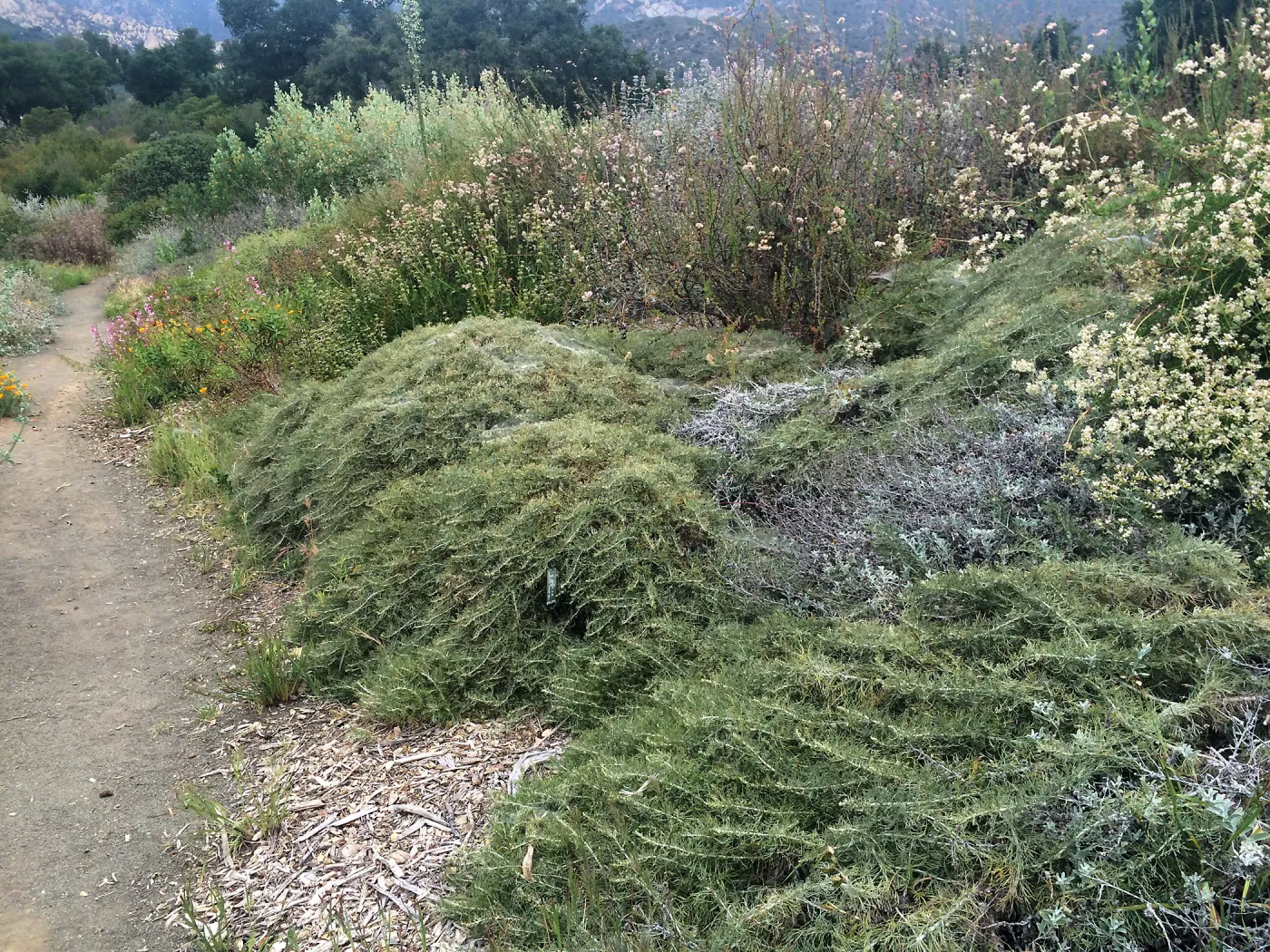 Porter Trail, Artemisia californica
