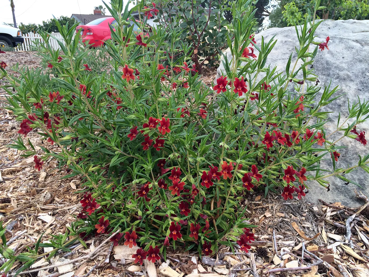 Peter Schuyler garden, Mimulus rutilus
