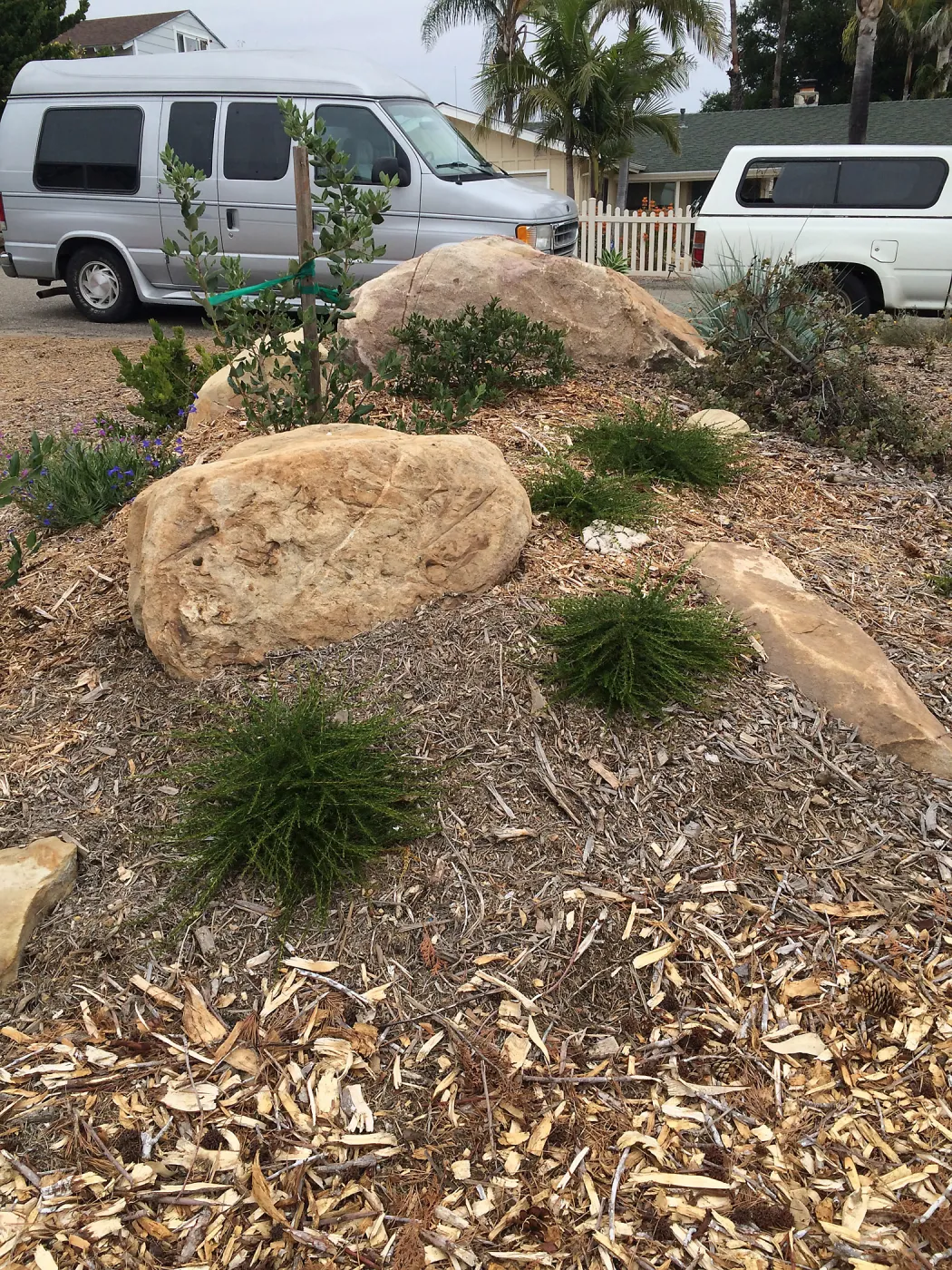  Adenostoma Nicholas, Peter Schuyler garden