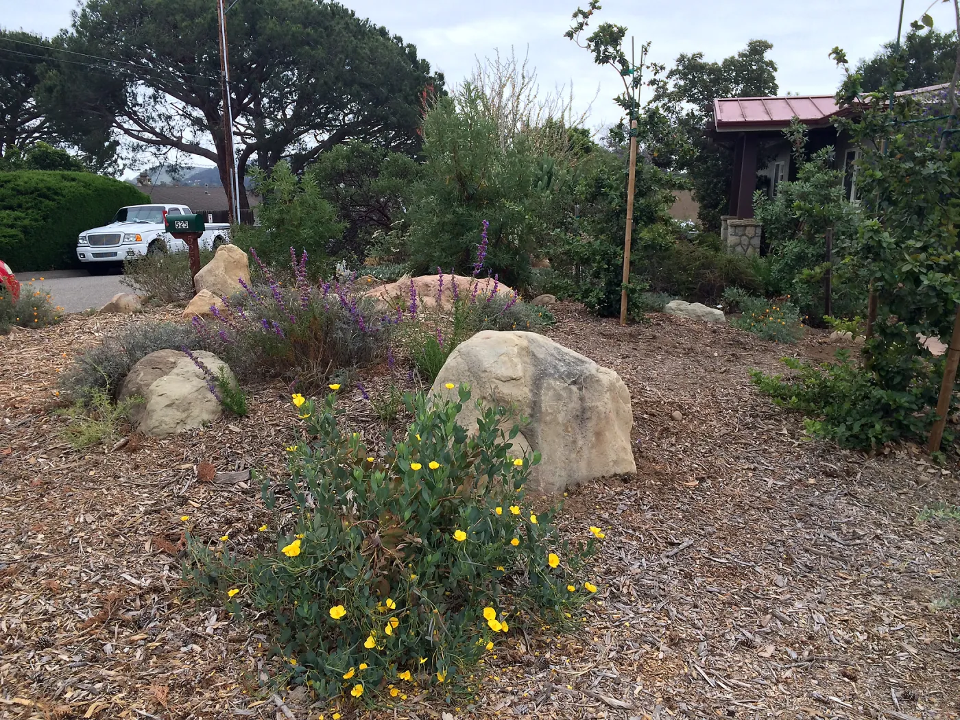 Peter Schuyler garden, Dendromecon