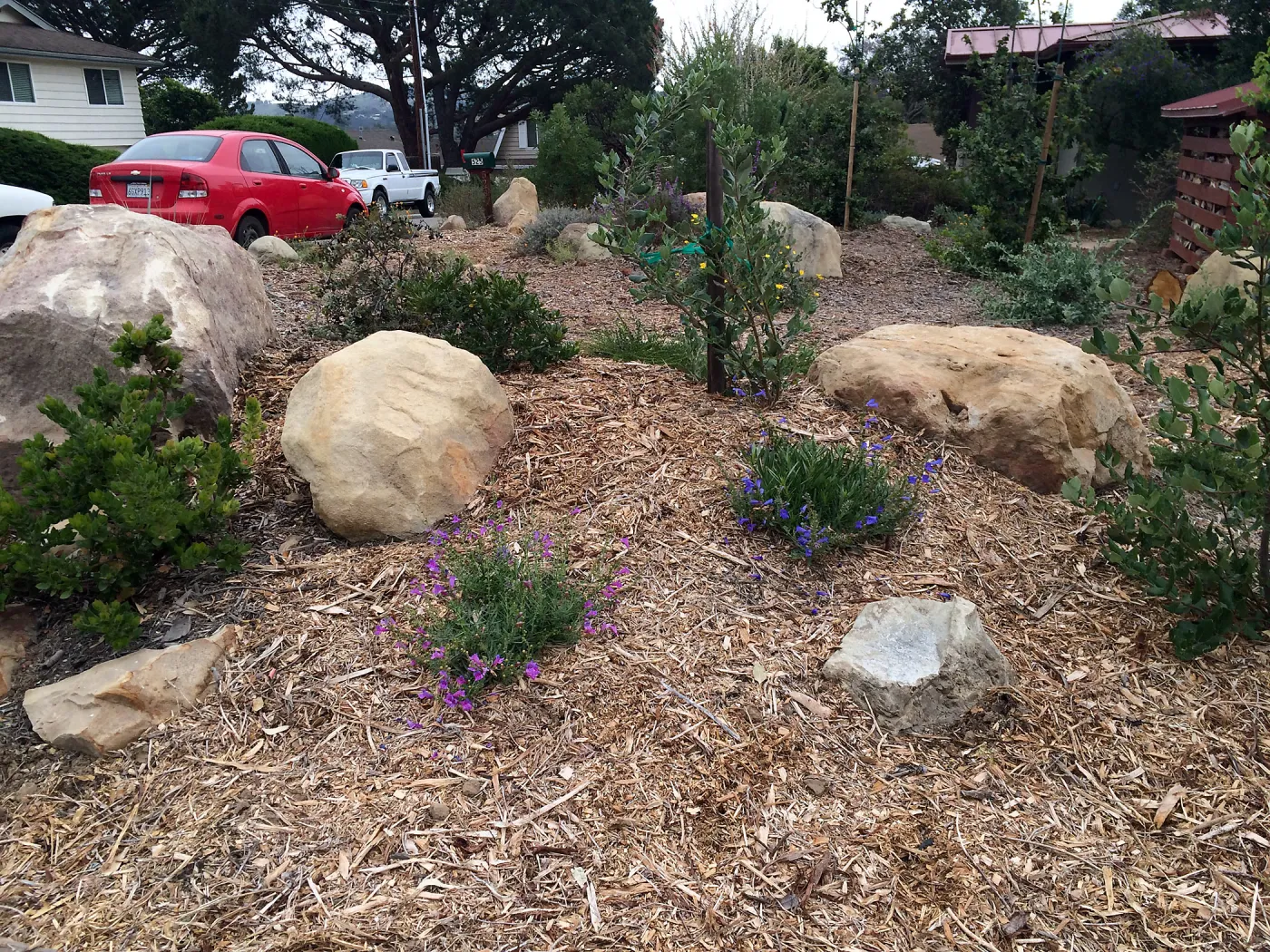 Peter Schuyler garden, Penstemon sp