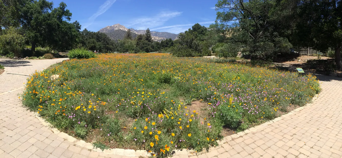 SBBG Meadow with La Cumbre Peak in background. Poppies, Achillea