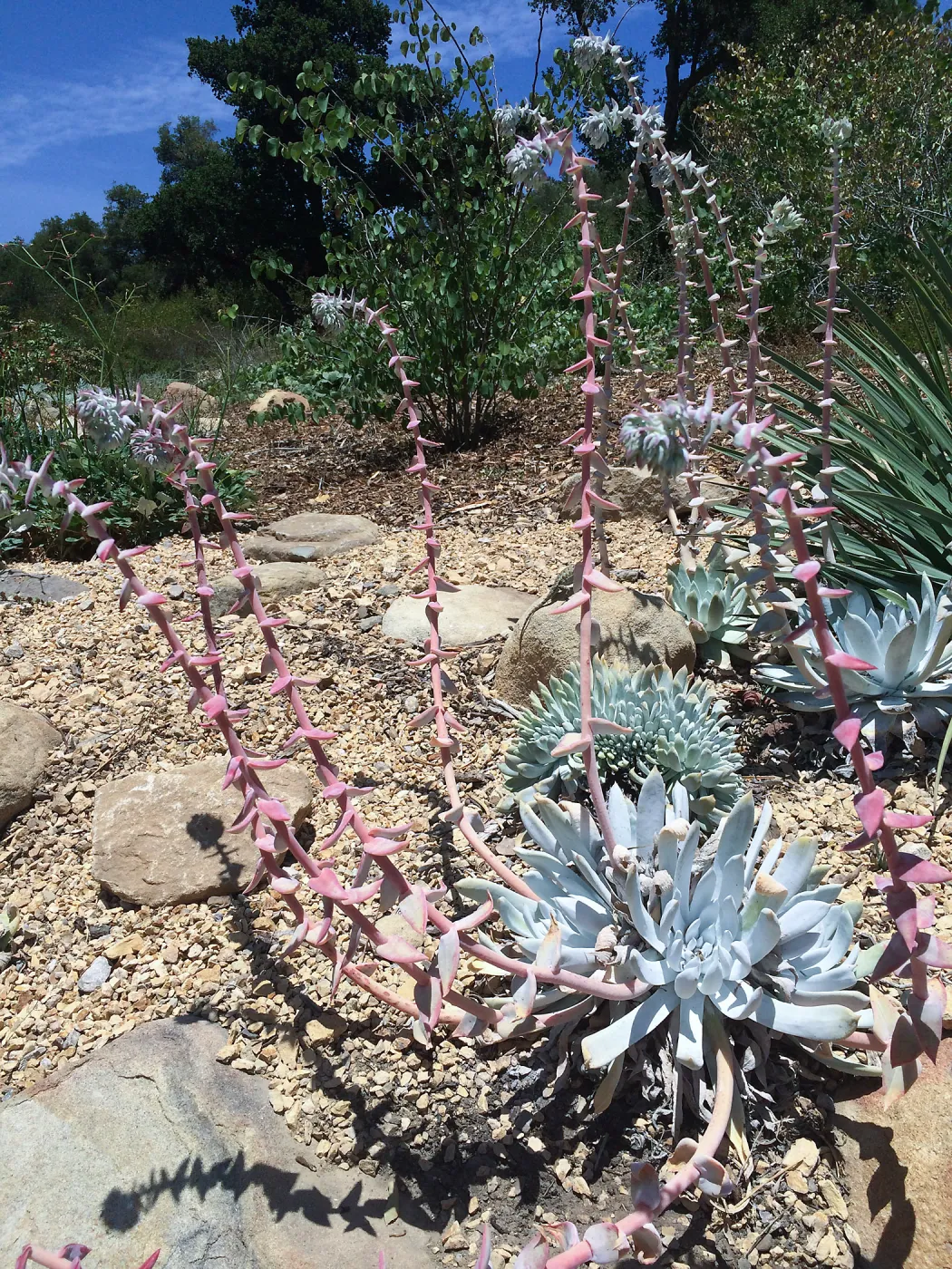 Dudleya display, Dudleya (liveforevers) hybrid 07-400