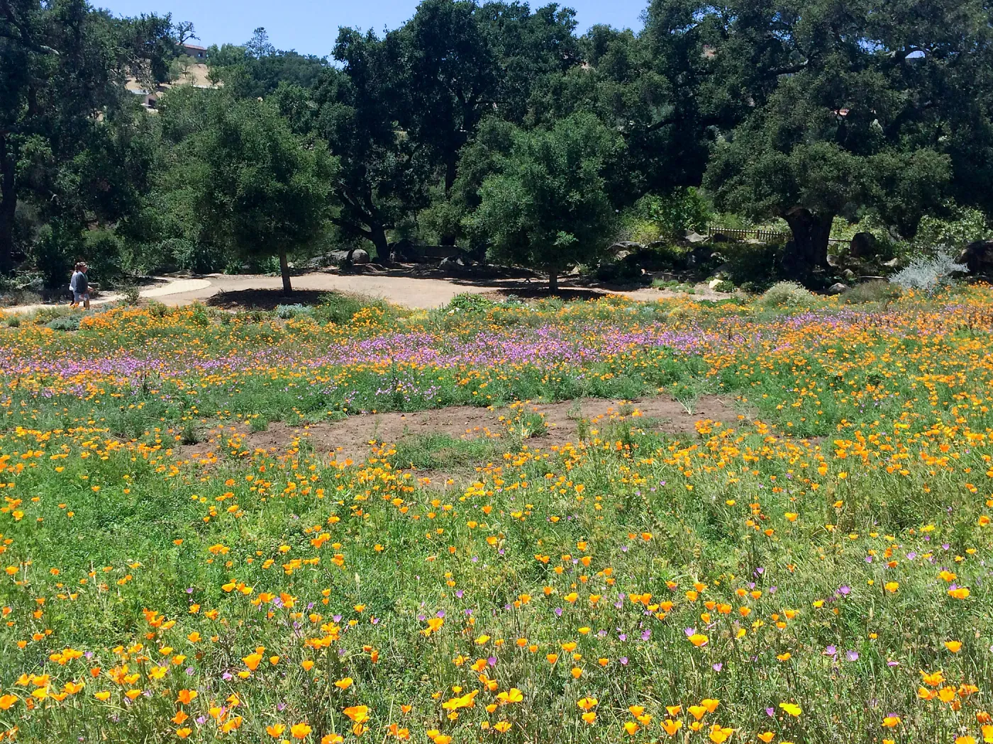 Meadow; Poppies, Clarkia, with Oaks in the background