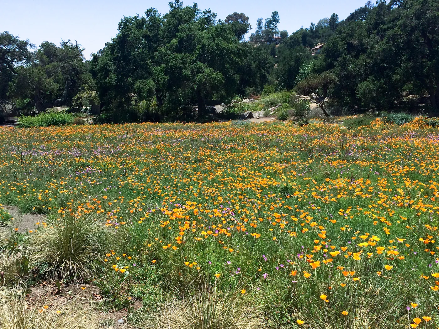 Meadow; Poppies, Clarkia