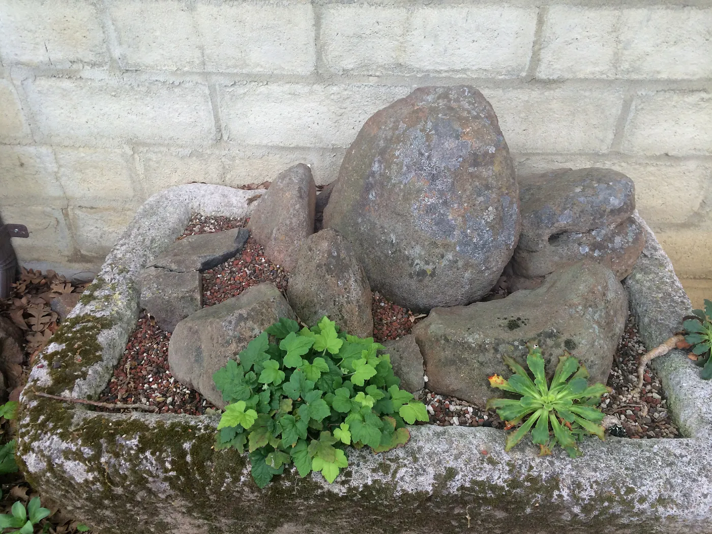 Tilden Regional Parks Botanic Garden trough gardens