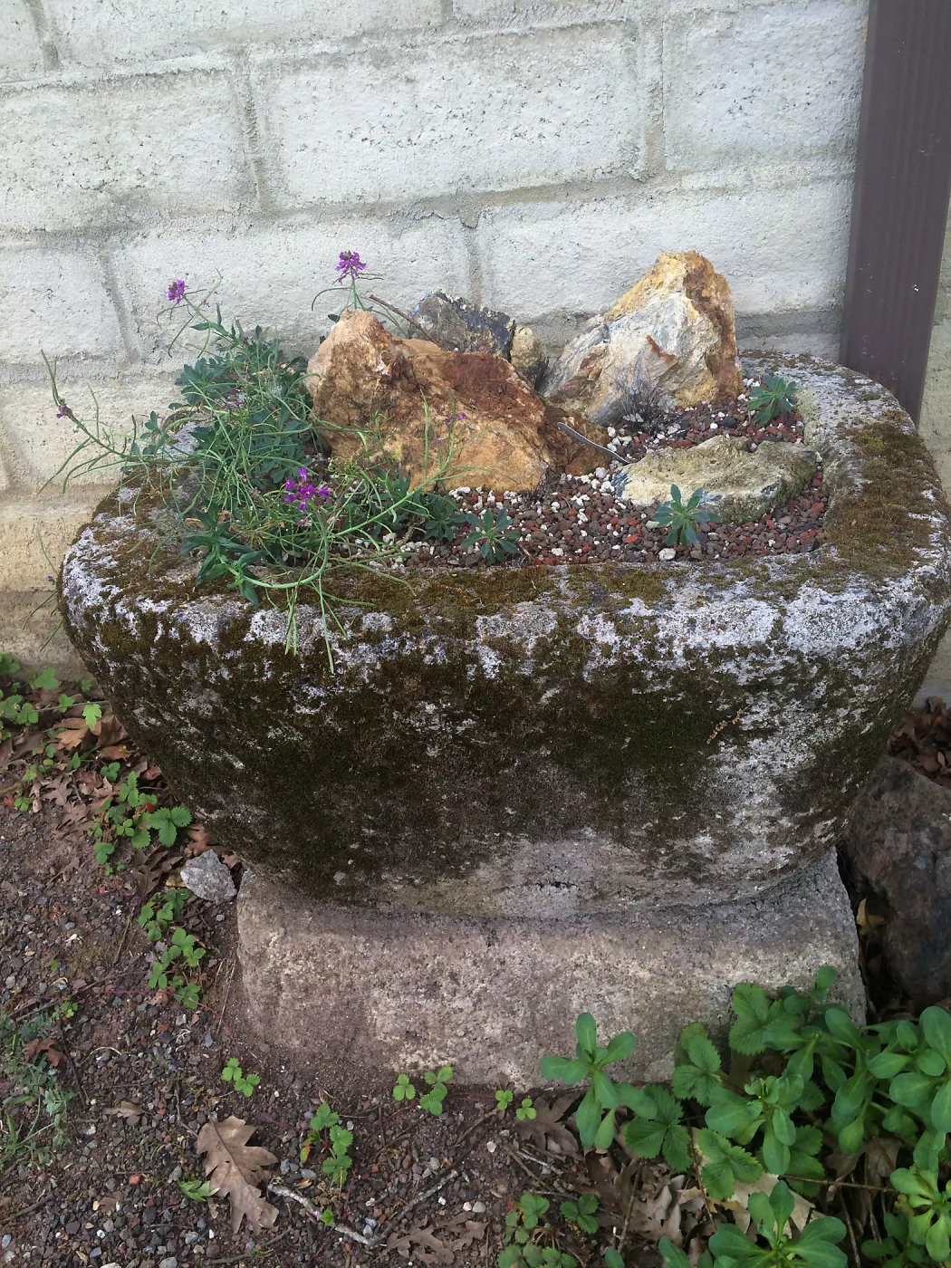 Tilden Regional Parks Botanic Garden trough gardens
