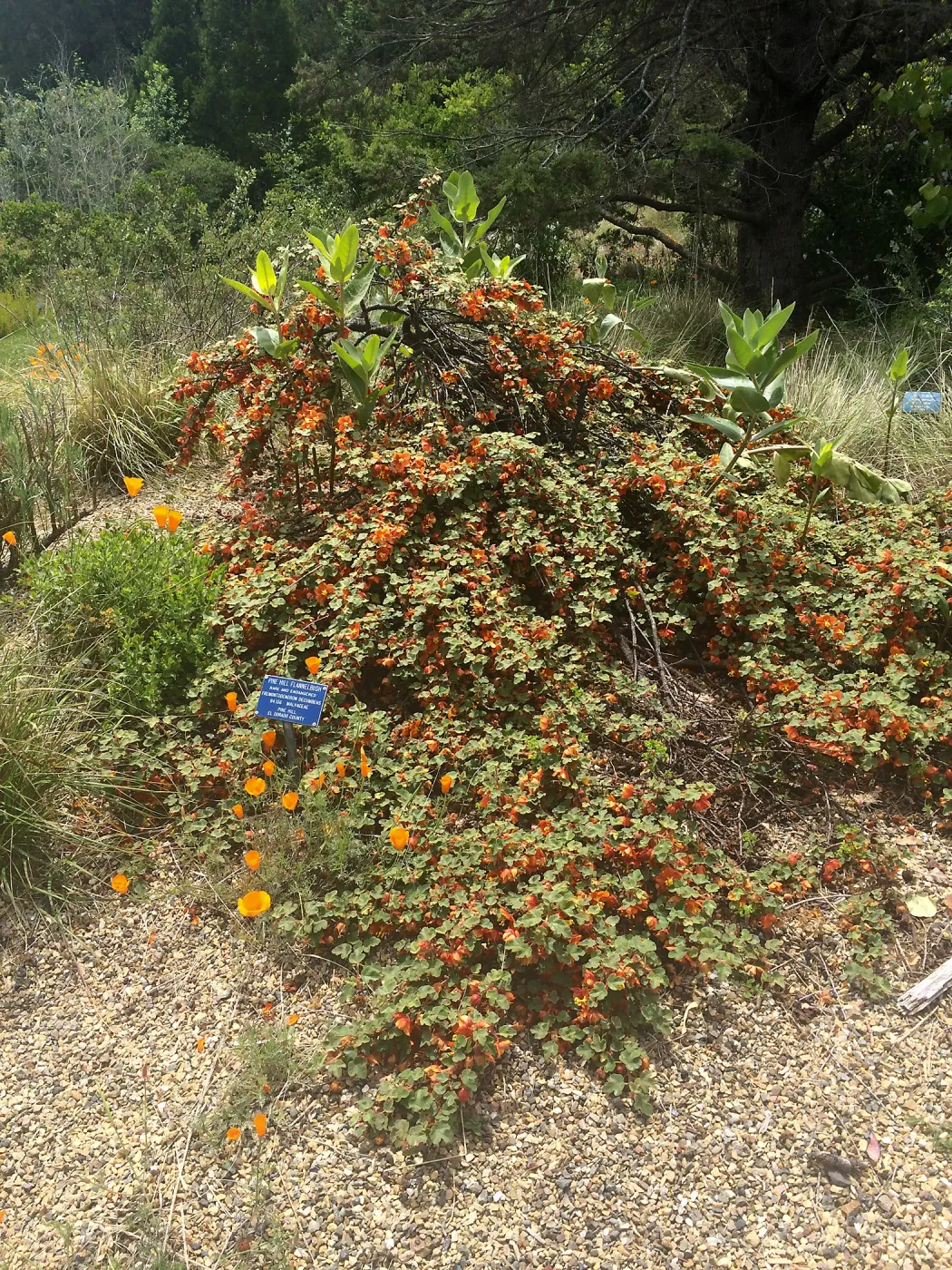 Fremontodendron decumbens, Tilden Regional Parks Botanic Garden