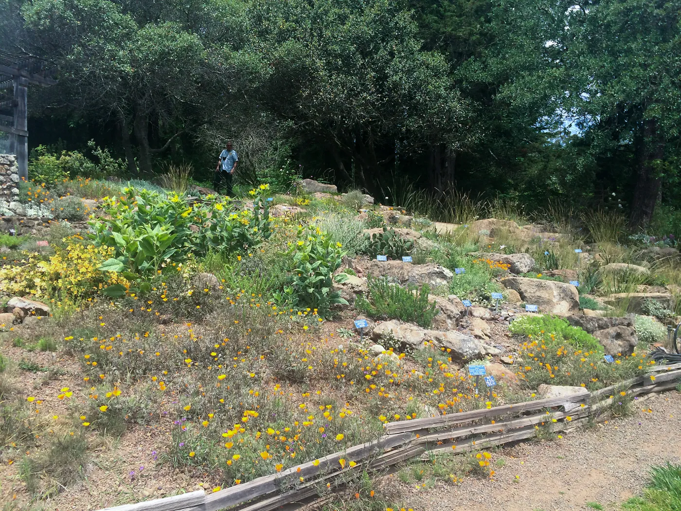 Rock garden, Tilden Regional Parks Botanic Garden