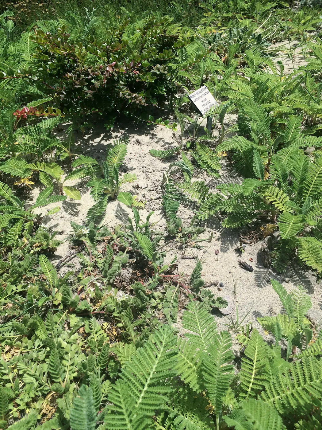 Raised sand bed at Tilden Regional Parks Botanic Garden