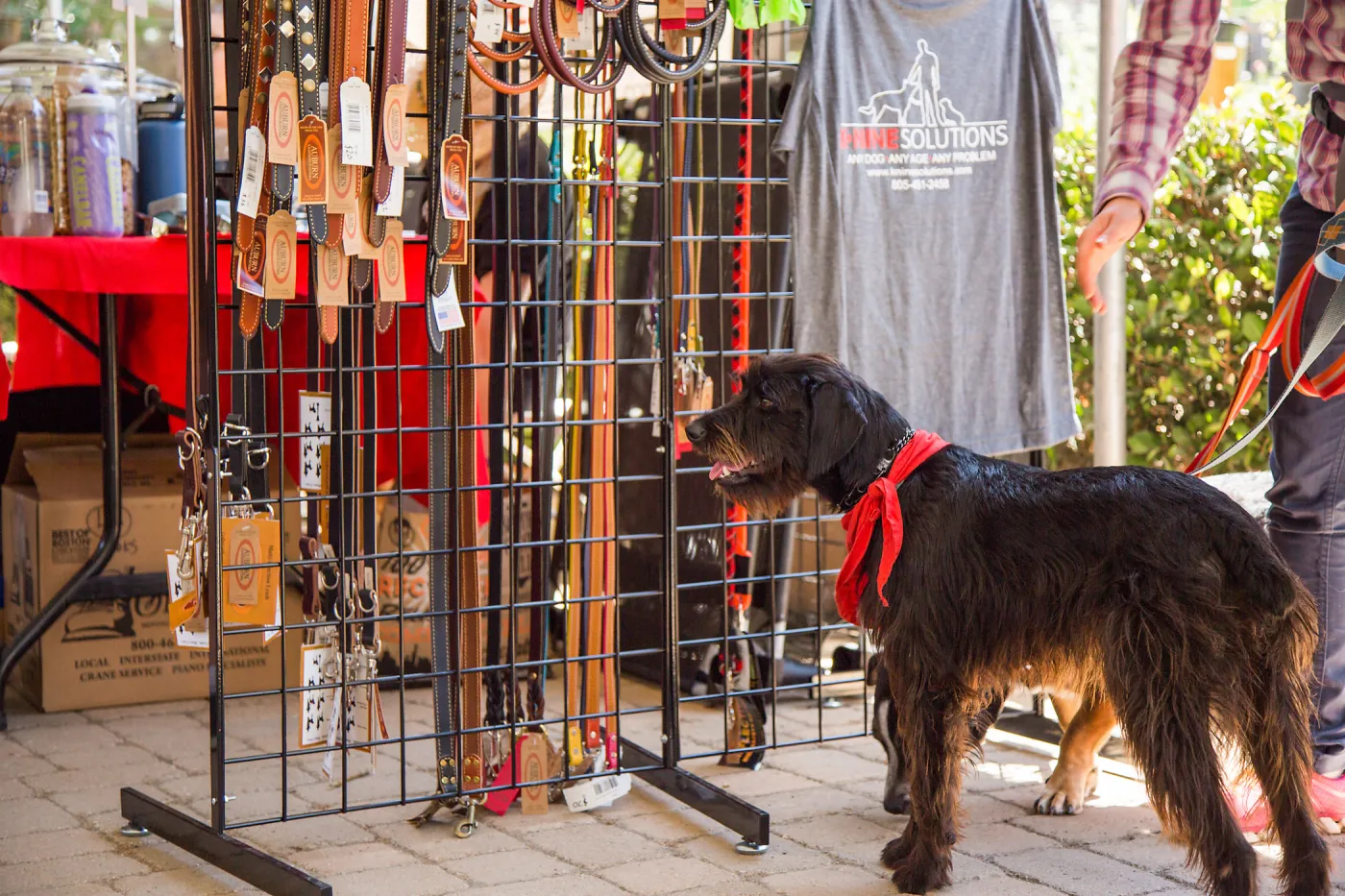 Trails â€˜n' Tails 2016