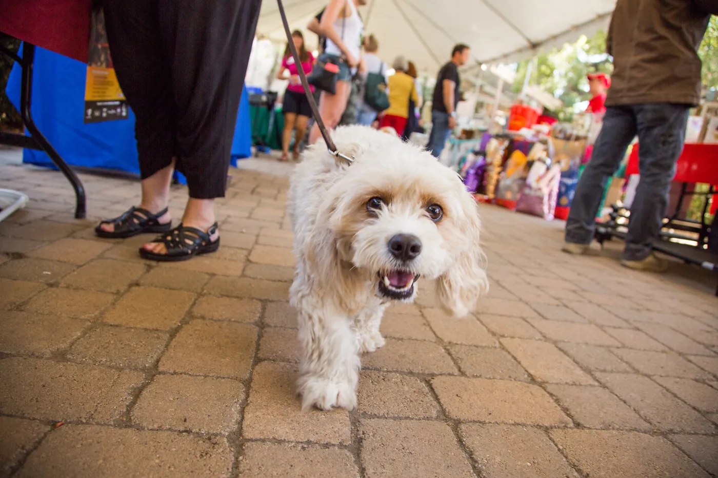 Trails â€˜n' Tails 2016