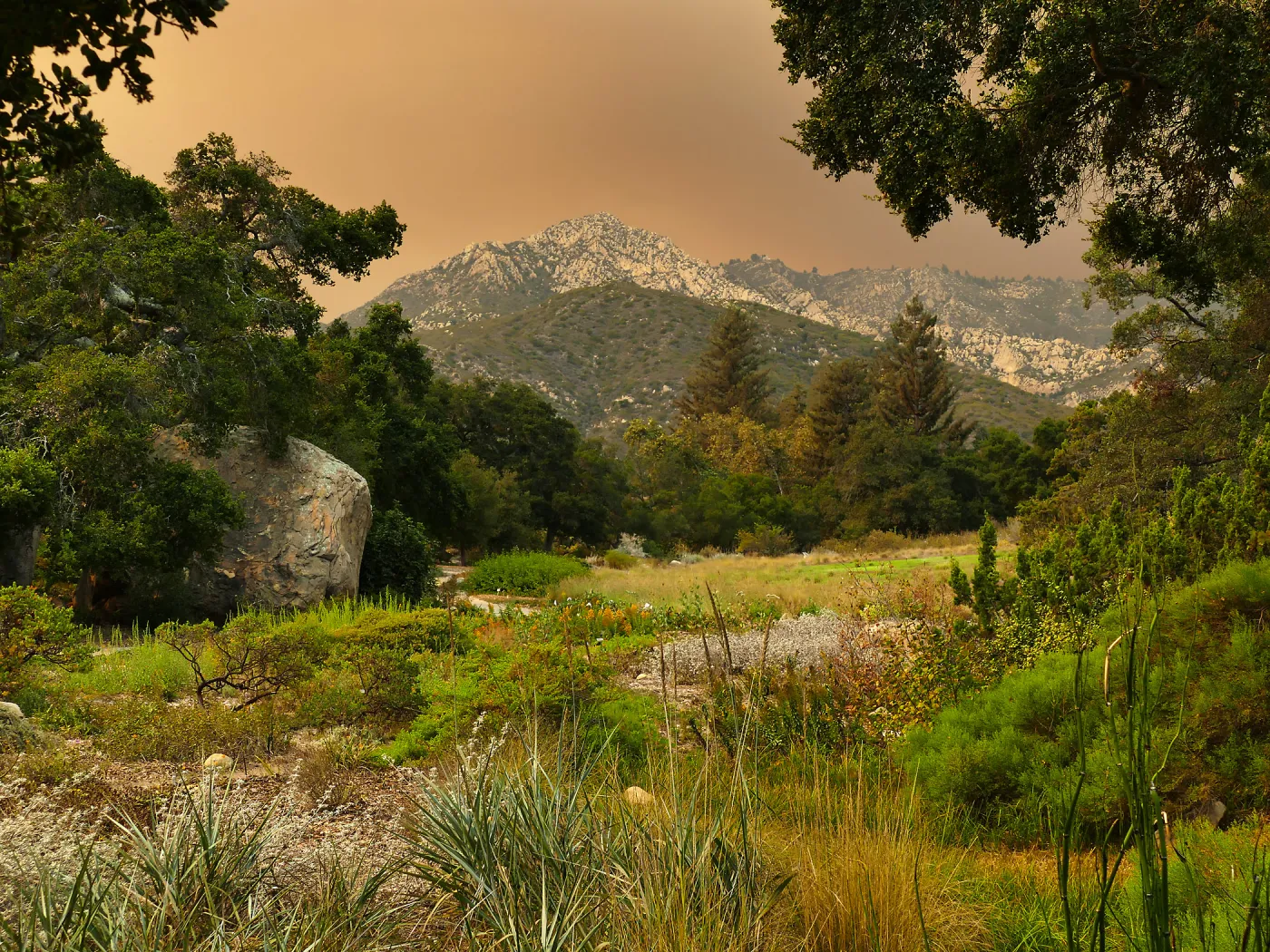 Meadow in smoke-filtered light from Rey Fire
