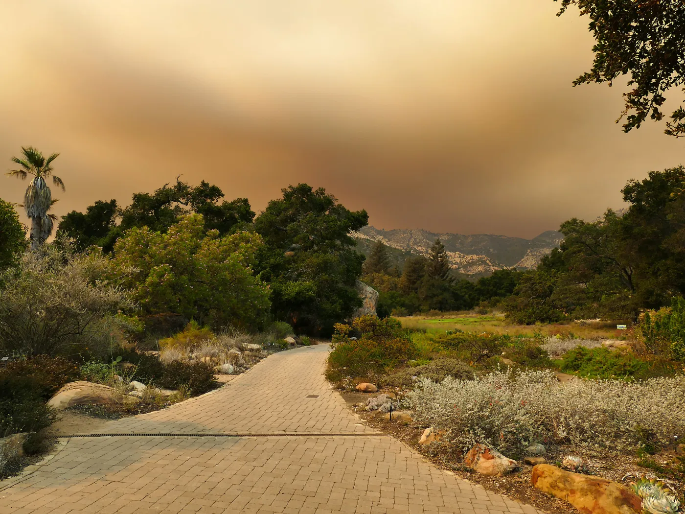Meadow in smoke-filtered light from Rey Fire