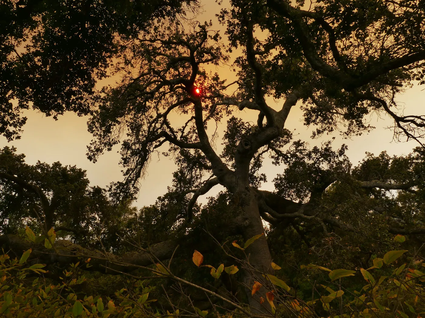Oak in Manzanita Section in smoke-filtered light from Rey Fire