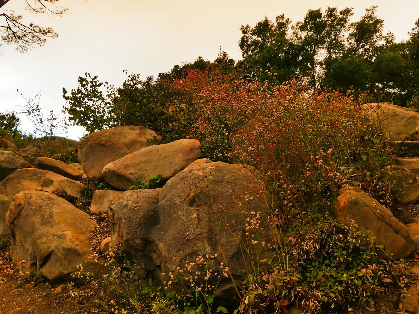 Manzanita Section in smoke-filtered light from Rey Fire