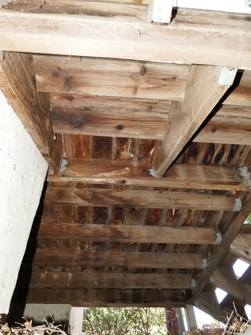 Underside of Herbarium porch from east
