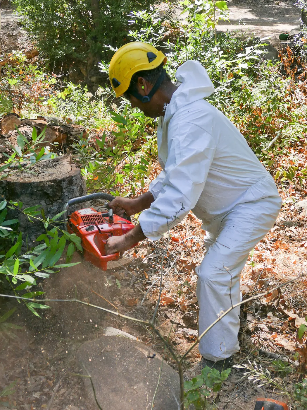Tree Crew volunteered by Bartlett Tree Experts working in Canyon Section