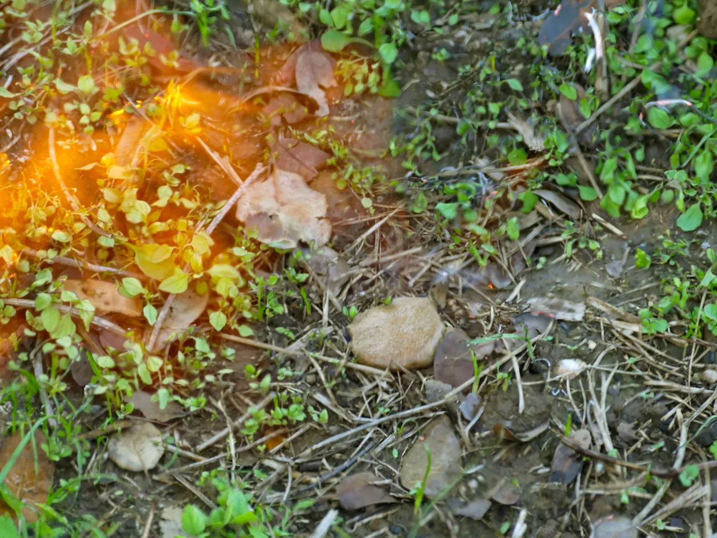 Thermal weed management in the Meadow