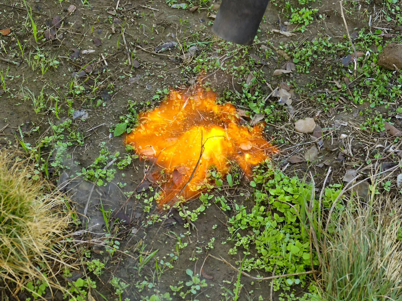 Thermal weed management in the Meadow