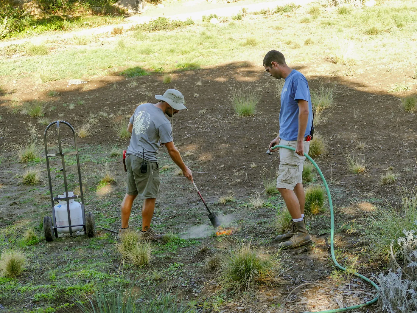 Thermal weed management in the Meadow