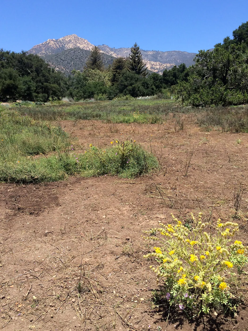 Meadow